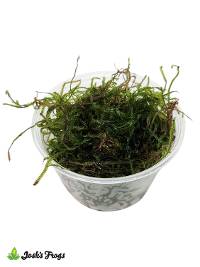 Josh's Frogs Live Weeping Moss - Vesicularia ferriei