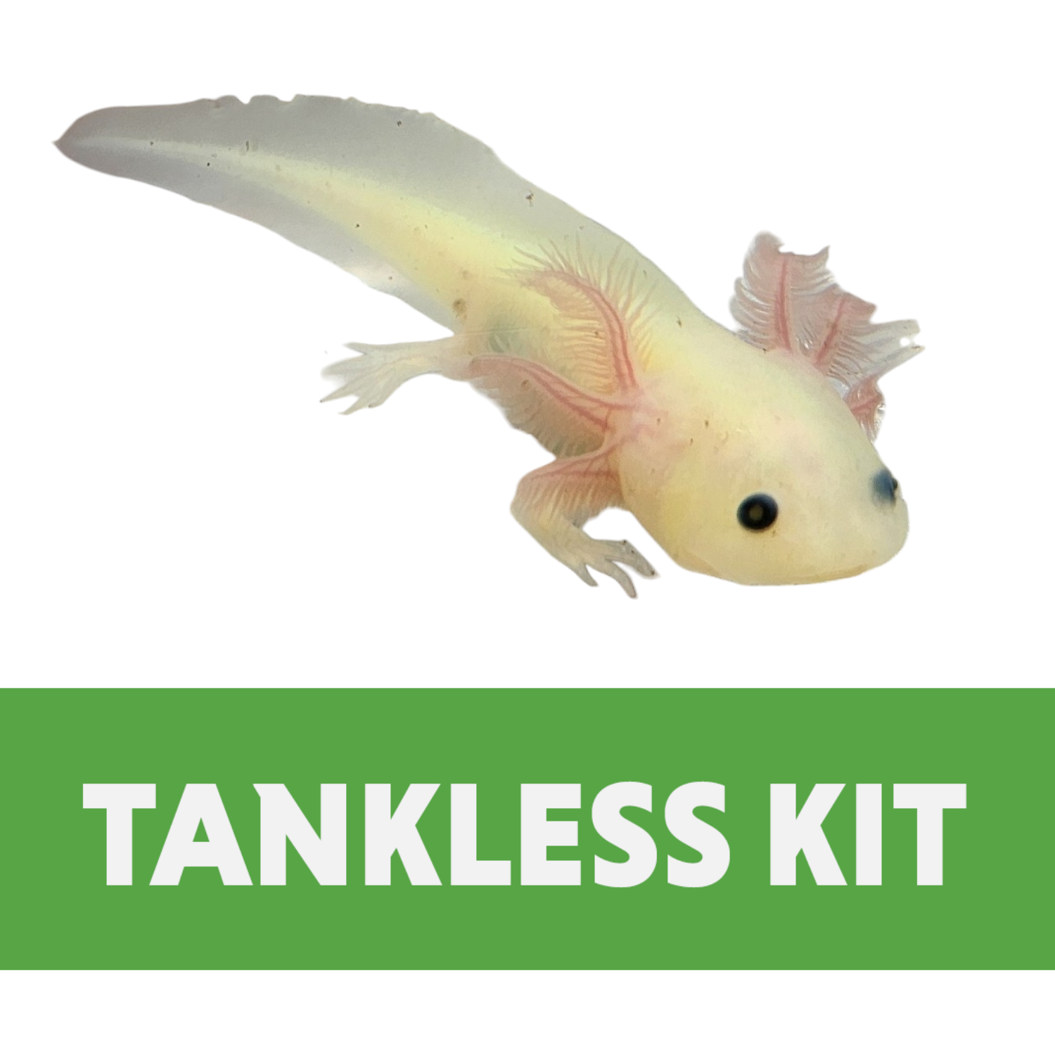 Juvenile Axolotl Tankless Habitat Kit (10 gallon)