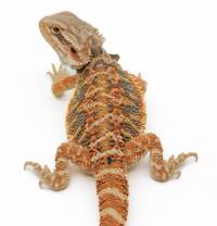 Juvenile Female Bearded Dragon - Pogona vitticeps 
