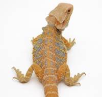Juvenile Male Bearded Dragon - Pogona vitticeps 