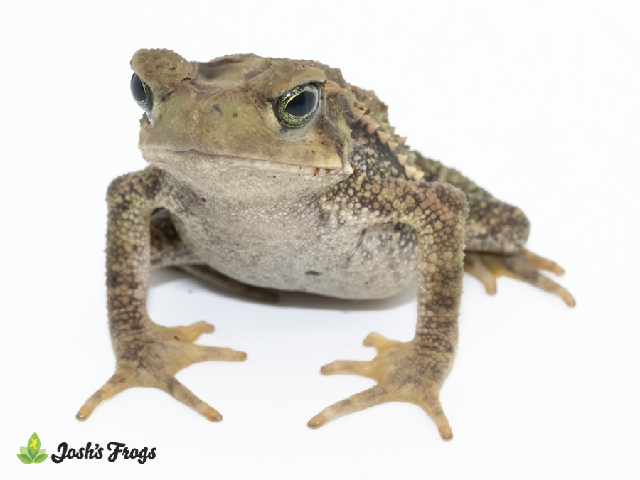 Juvenile Evergreen Climbing Toad - Incilius coniferus (Captive Bred)