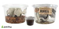 Josh's Frogs Juvenile Helmeted Gecko Feeder Bundle