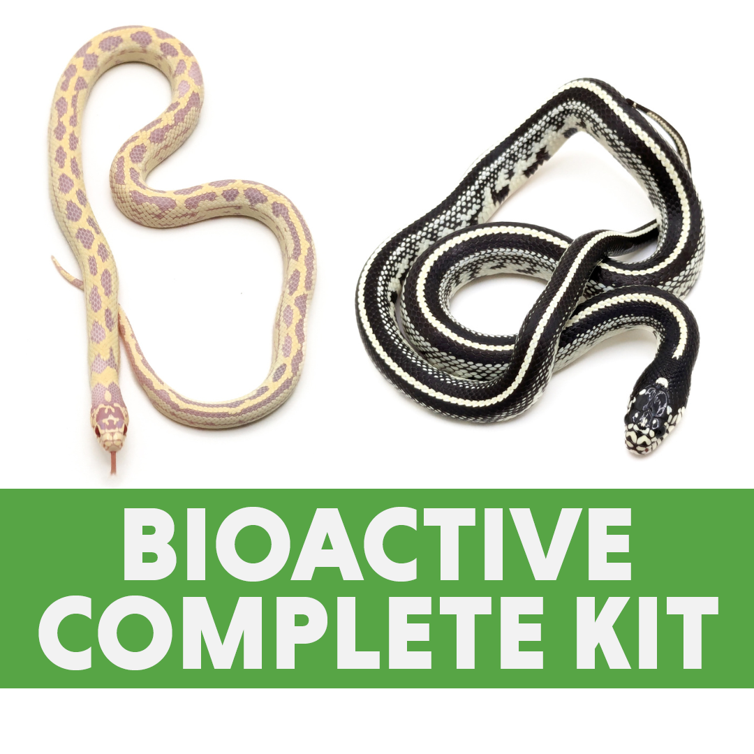 Juvenile Kingsnake & Milk Snake Complete Habitat Kit (24x18x18)