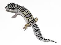 Juvenile Mack Snow Leopard Gecko - Eublepharis macularius (Captive Bred)