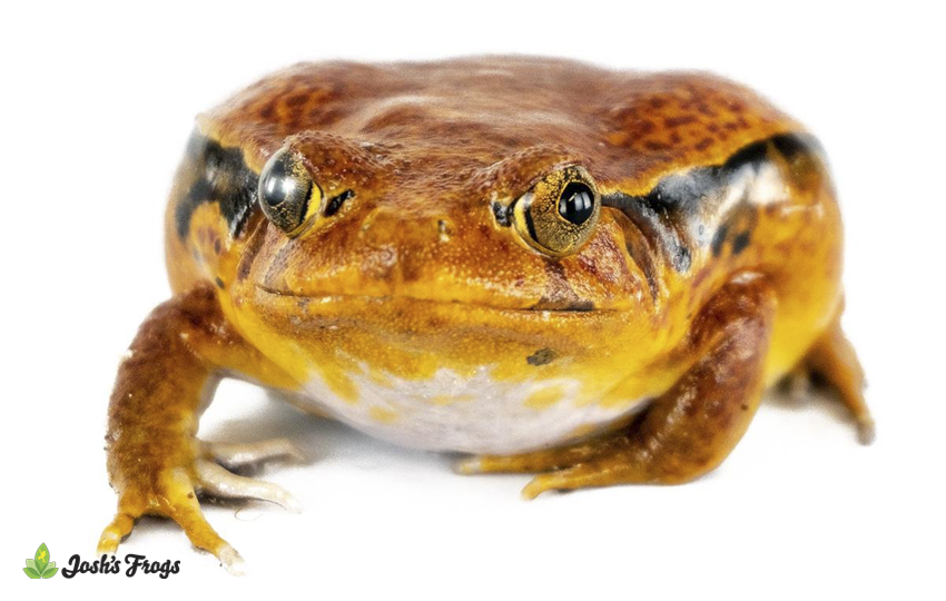 Juvenile Sambava Tomato Frog - Dyscophus guineti | 1.5 inch (Captive Bred)