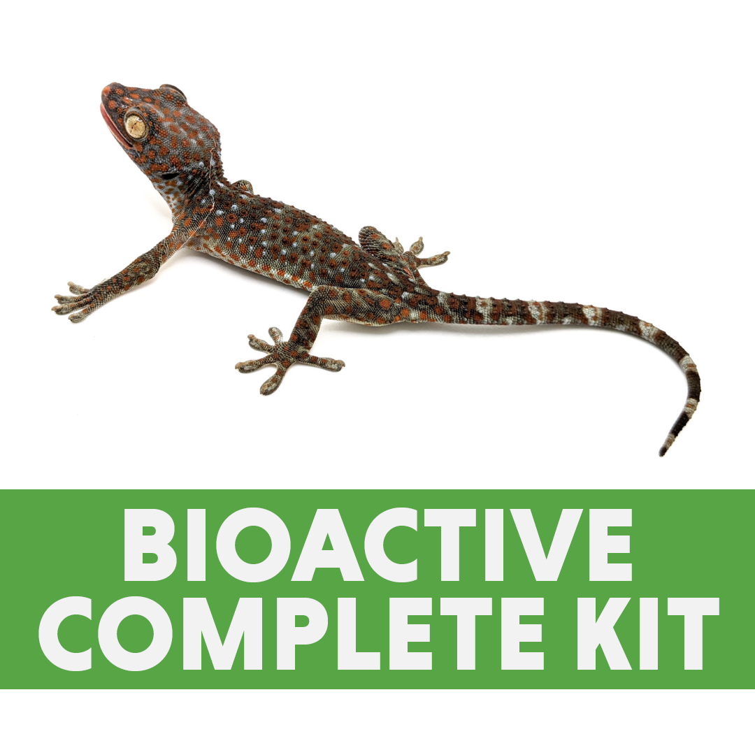Juvenile Tokay Gecko Complete Bioactive Habitat Kit (18x18x24)