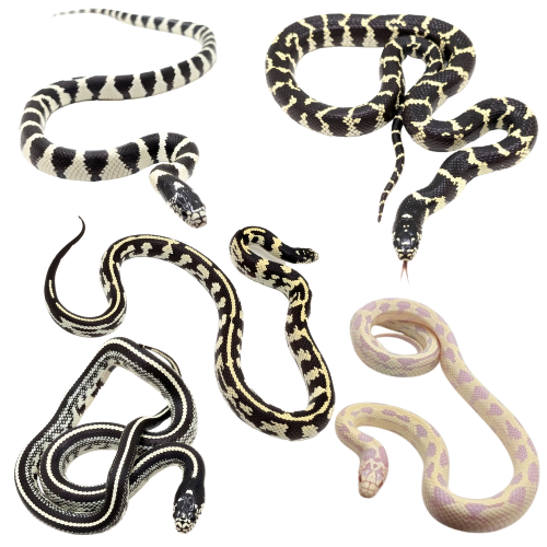 Kingsnakes