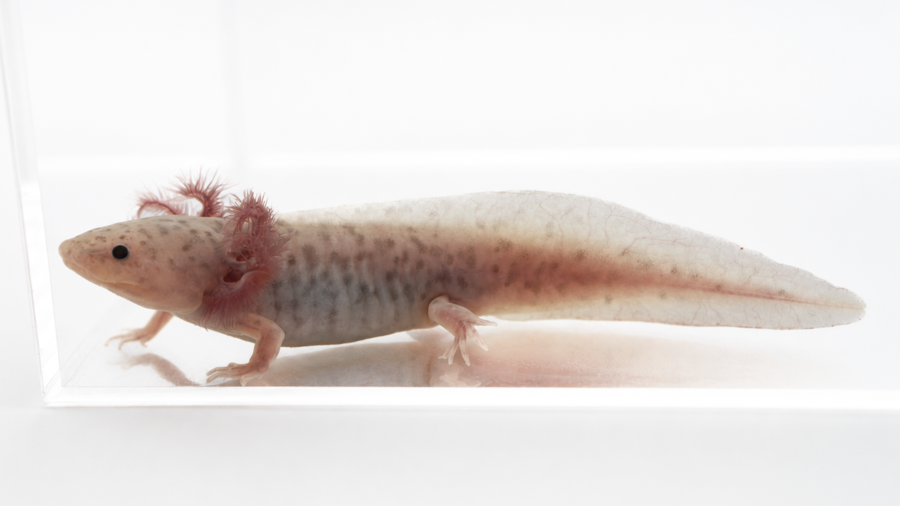 Lavender Axolotl - Ambystoma mexicanum | 3-5 inch (Captive Bred)