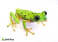 Lemur Tree Frog - Agalychnis lemur (Captive Bred)
