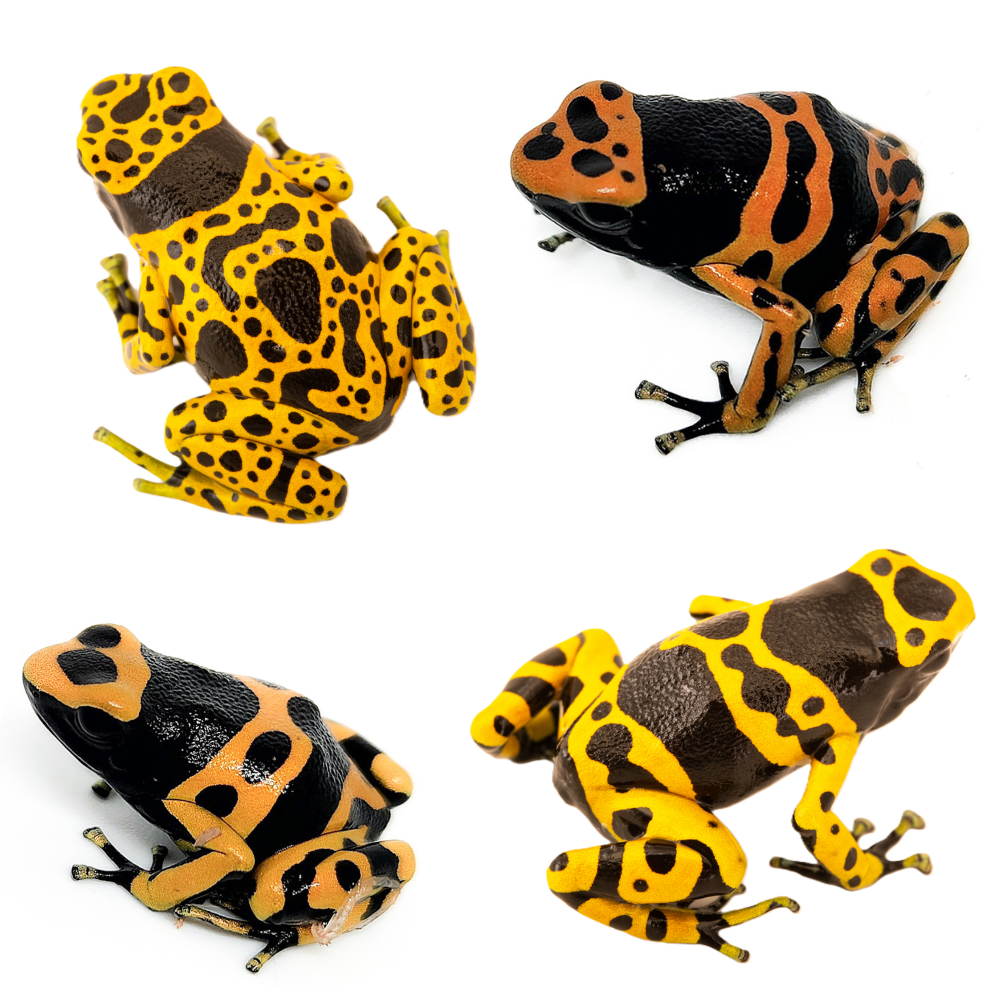 Dendrobates leucomelas