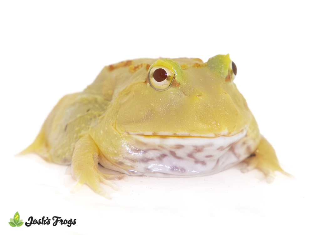 Lime-White Albino Pac-Man Frog - Ceratophrys cranwelli (Captive Bred)
