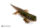 Lined Day Gecko - Phelsuma lineata (Captive Bred)