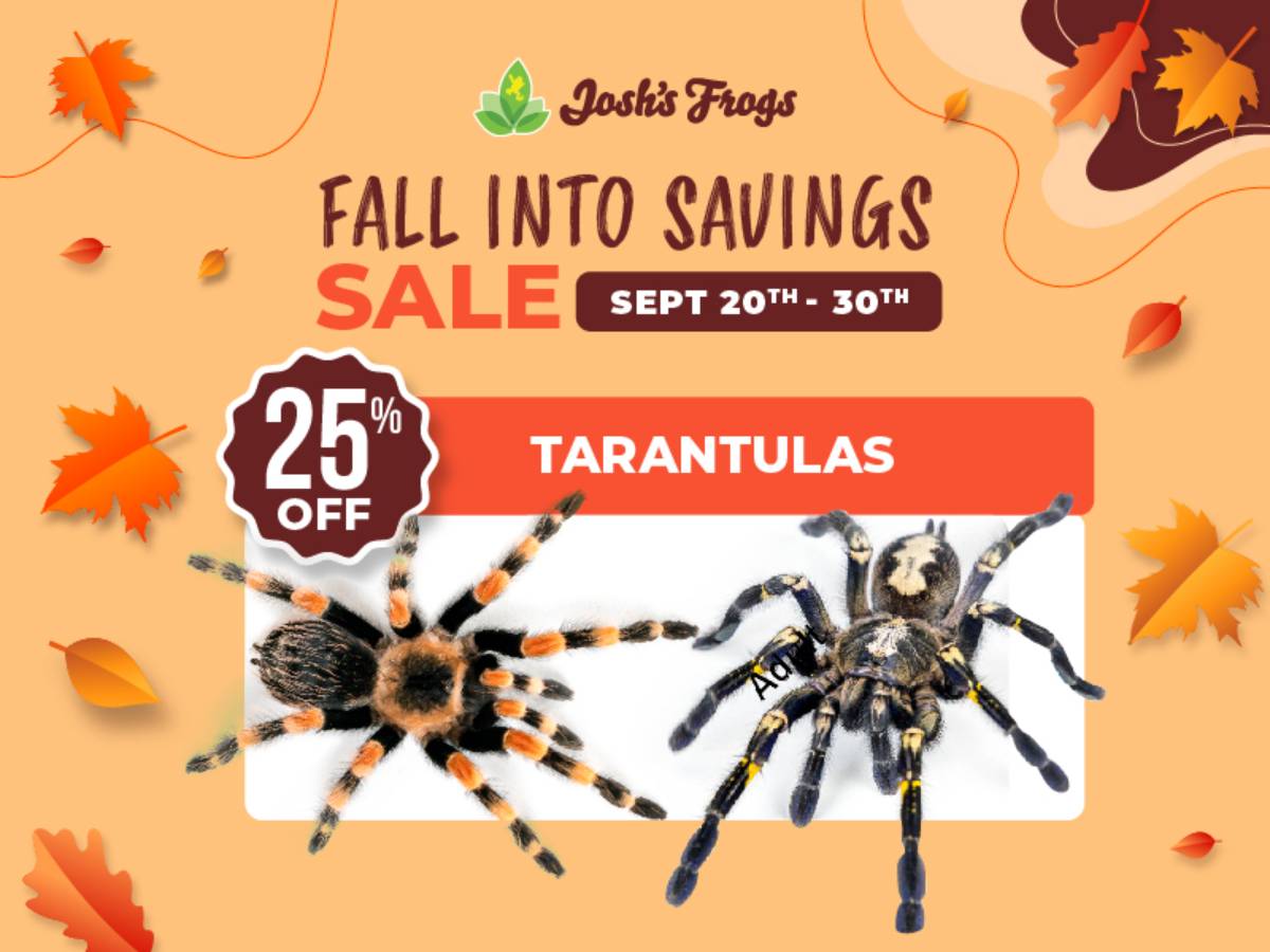 Save 25% on tarantulas.