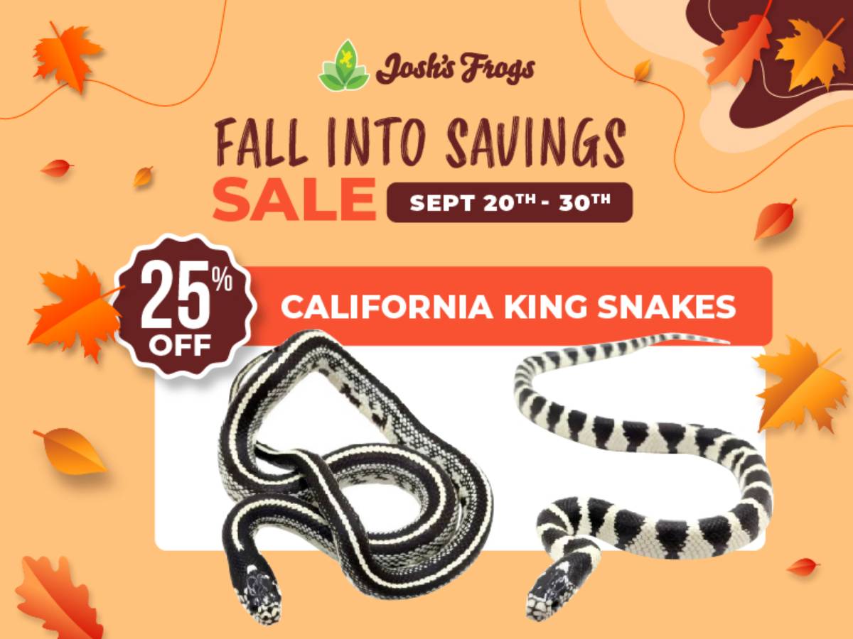 Save 25% on king snakes.