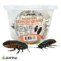 Madagascar Hissing Cockroaches - Gromphadorhina portentosa (SEXED PAIR)