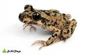 Majorcan Midwife Toad - Alytes muletensis (Captive Bred)