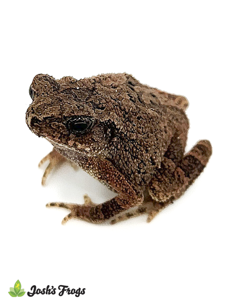 Malaysian Dwarf Toad - Ingerophrynus parvus (Captive Bred)