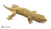 Male Nuu Ami Leachianus Gecko - Rhacodactylus leachianus (Captive Bred)