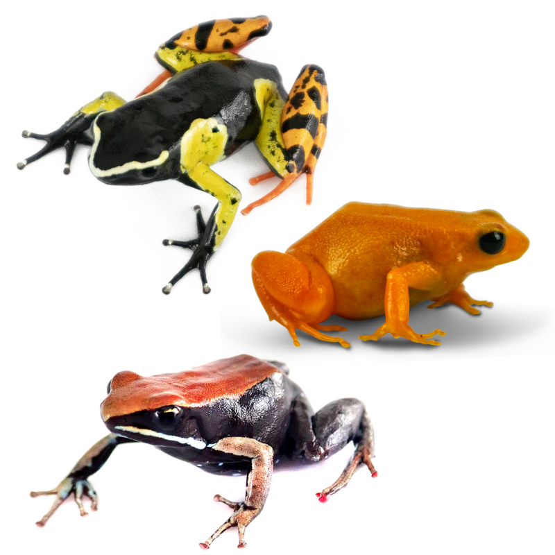 Mantellas