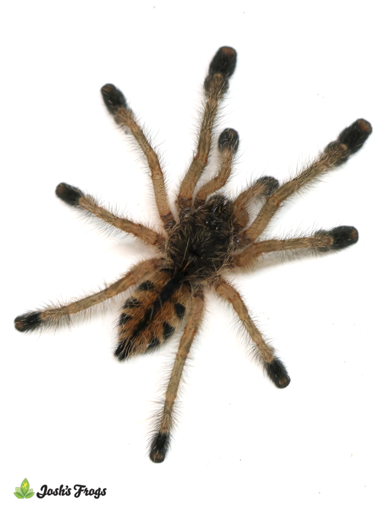Mardi Gras Pink Toe Tarantula - Avicularia sp. 'Pucallpa' | 1/2 inch (Captive Bred)