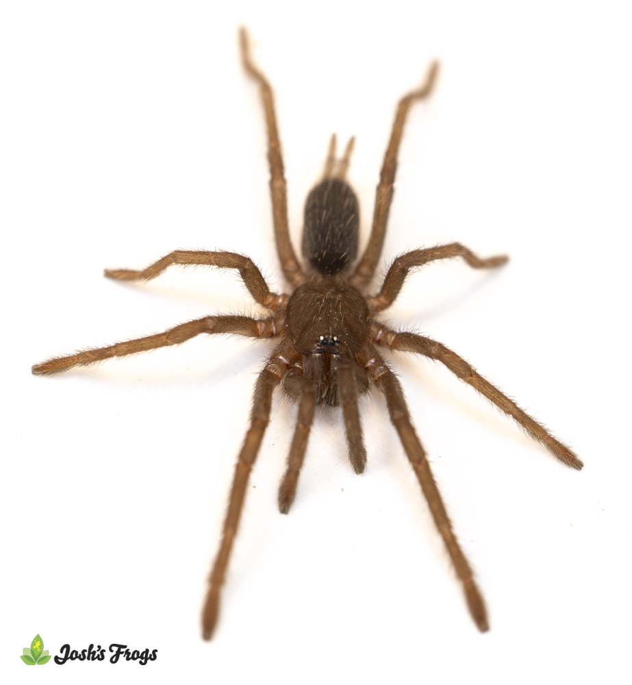 Marinduque Purple Tarantula - Orphnaecus sp. 'Marinduque Purple' | 1/2 inch (Captive Bred)