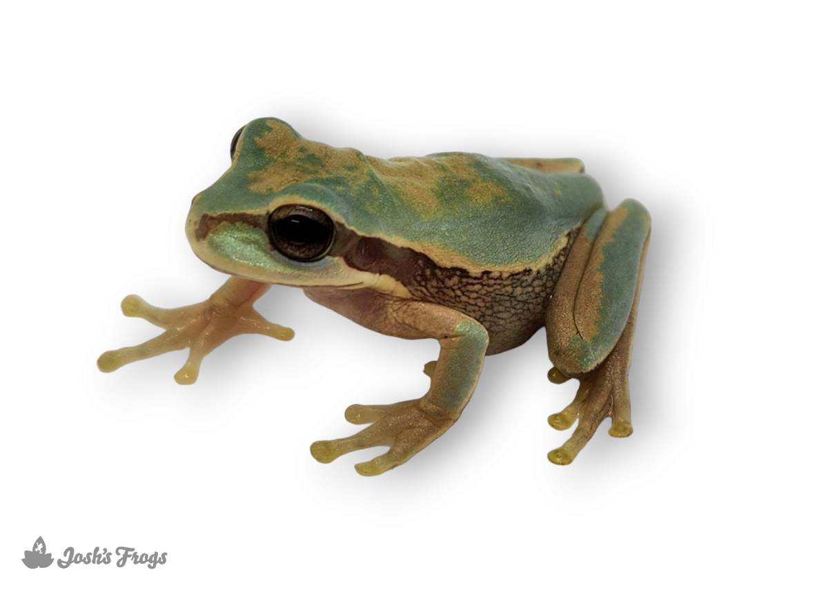Juvenile Masked Tree Frog - Smilisca phaeota | 1.5+ inch (Captive Bred)