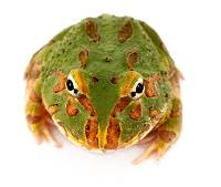 Matcha Pac-Man Frog - Ceratophrys cranwelli (Captive Bred)