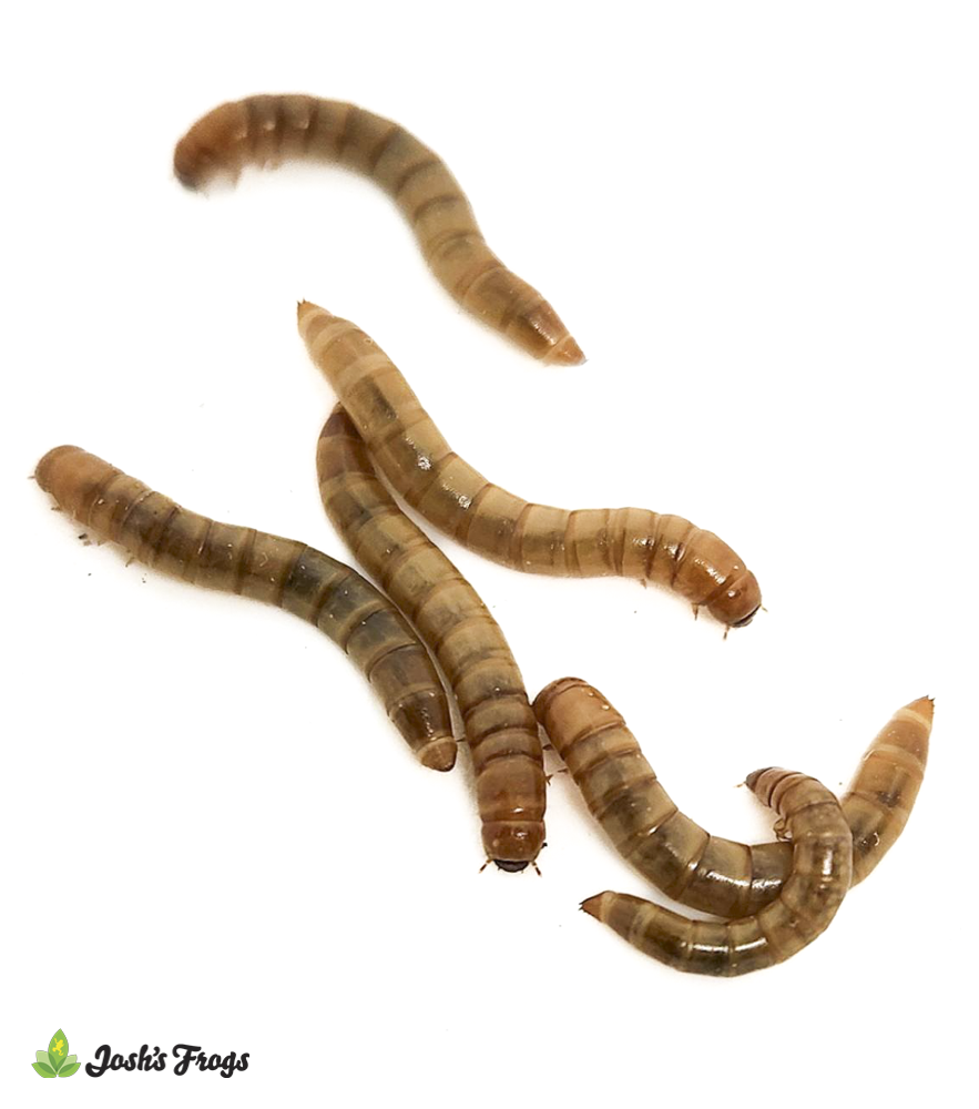 Josh's Frogs Mealworms