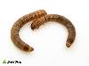 Mealworms (100 Count)
