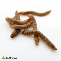 Mealworms (250 Count)