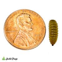 Black Soldier Fly Larvae (Medium)