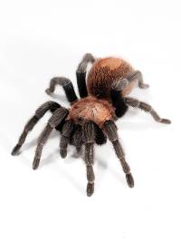 Mexican Copperhead Tarantula - Bonnetina minax | 1 inch (Captive Bred)