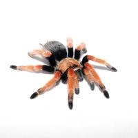 Mexican Fire Leg Tarantula - Brachypelma boehmei | 2 inch (Captive Bred)