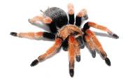 Mexican Fire Leg Tarantula - Brachypelma boehmei | 1 inch (Captive Bred)