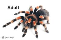 Mexican Red Knee Tarantula - Brachypelma hamorii | 1 inch (Captive Bred)