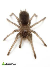Michoacan Blonde Tarantula - Aphonopelma sp. 'Michoacan' | 1/2 inch (Captive Bred)