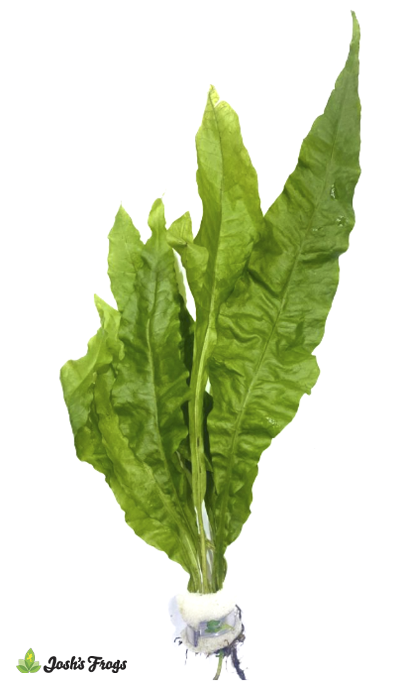 Microsorum pteropus 'Broad Leaf' (Bunches)