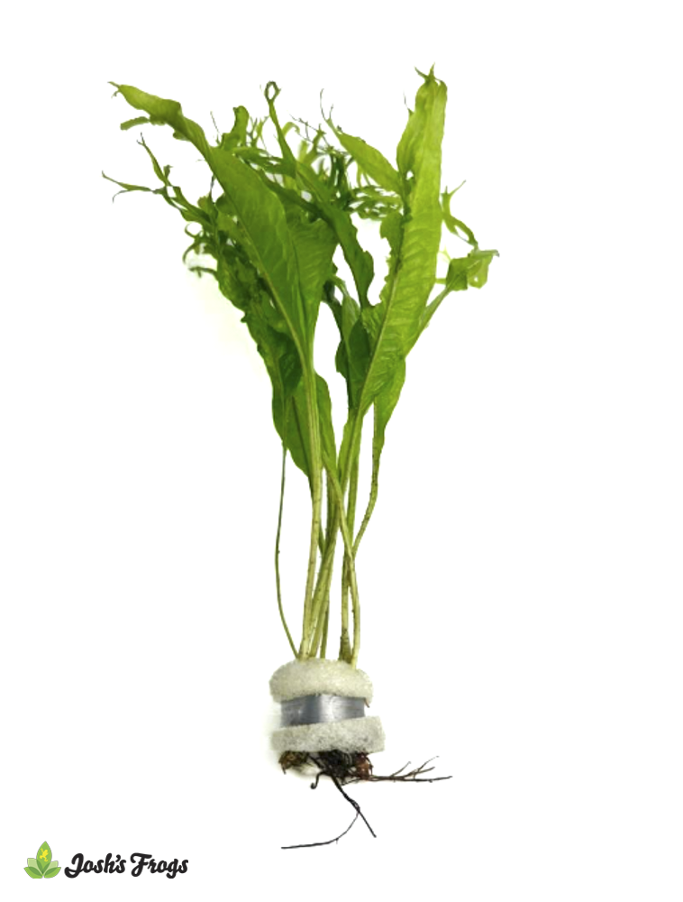 Microsorum pteropus 'Mini' (Bunches)