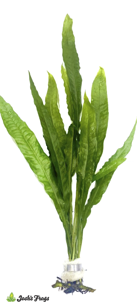 Microsorum pteropus 'Narrow Leaf' (Bunches)