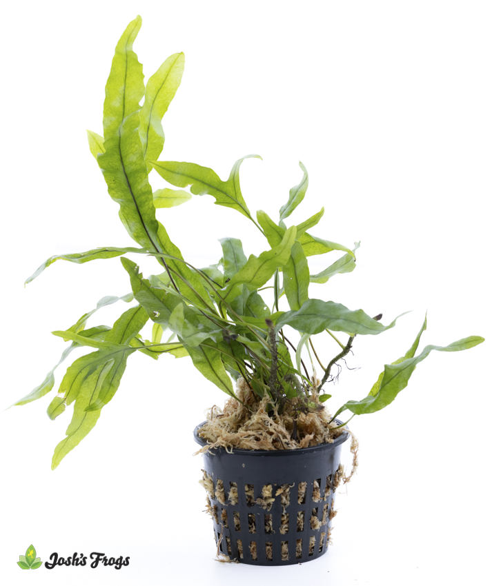 Microsorum scolopendria 'Wart Fern' (Net Pot)