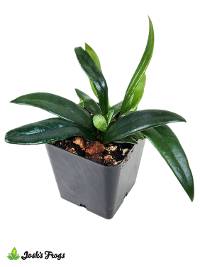 Microsorum thailandicum 'Blue Oil Fern'