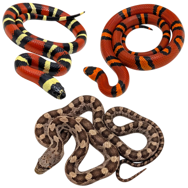 Milk & Rat Snakes