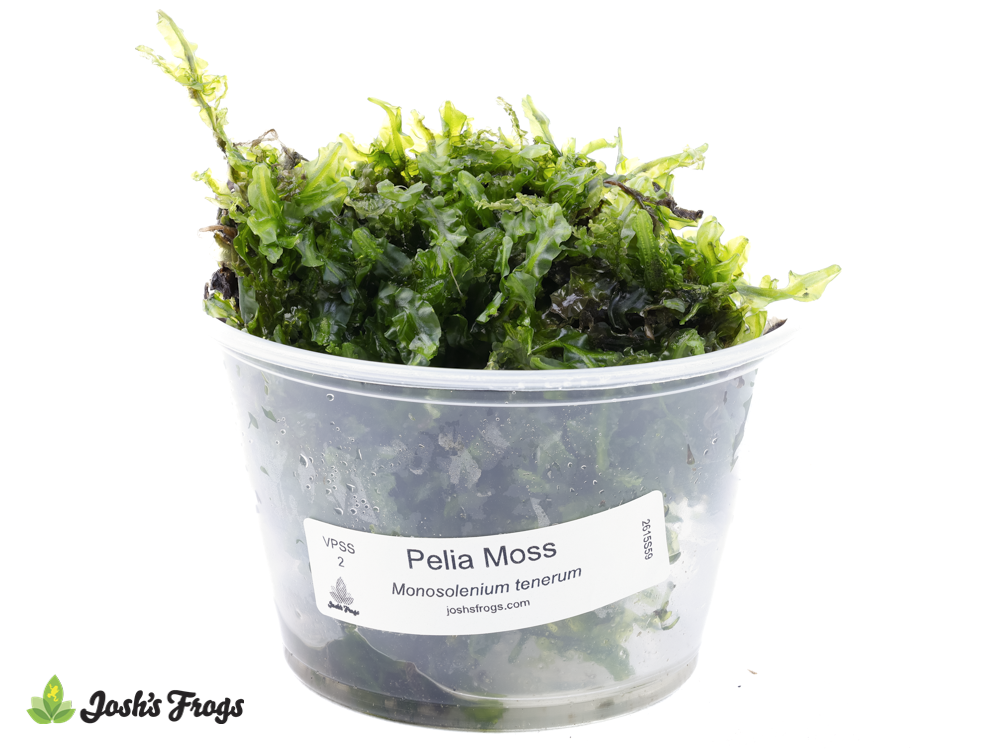 Monosolenium tenerum (commonly known as Pelia Moss)