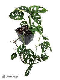 Monstera adansonii 'Swiss Cheese Vine' (4 inch pot)