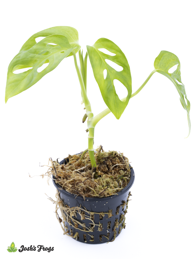Monstera adansonii 'Swiss Cheese Vine' (Net Pot)