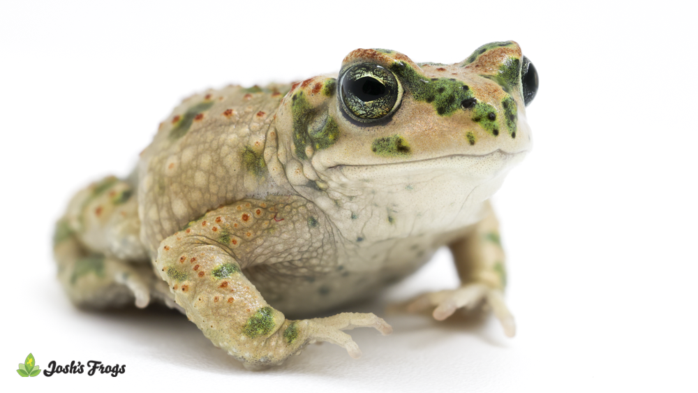 Moroccan Green Toad - Barbarophryne brongersmai (Captive Bred)