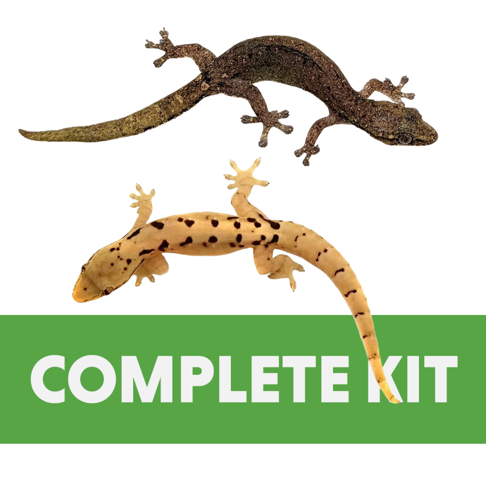 Complete Habitat Kit for Mourning OR Indopacific Tree Geckos (12x12x18)