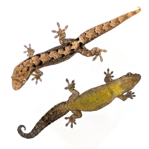 Mourning Geckos