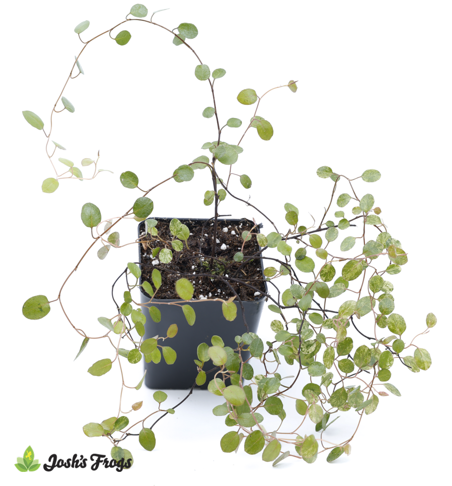 Muehlenbeckia axillaris 'Tricolor'