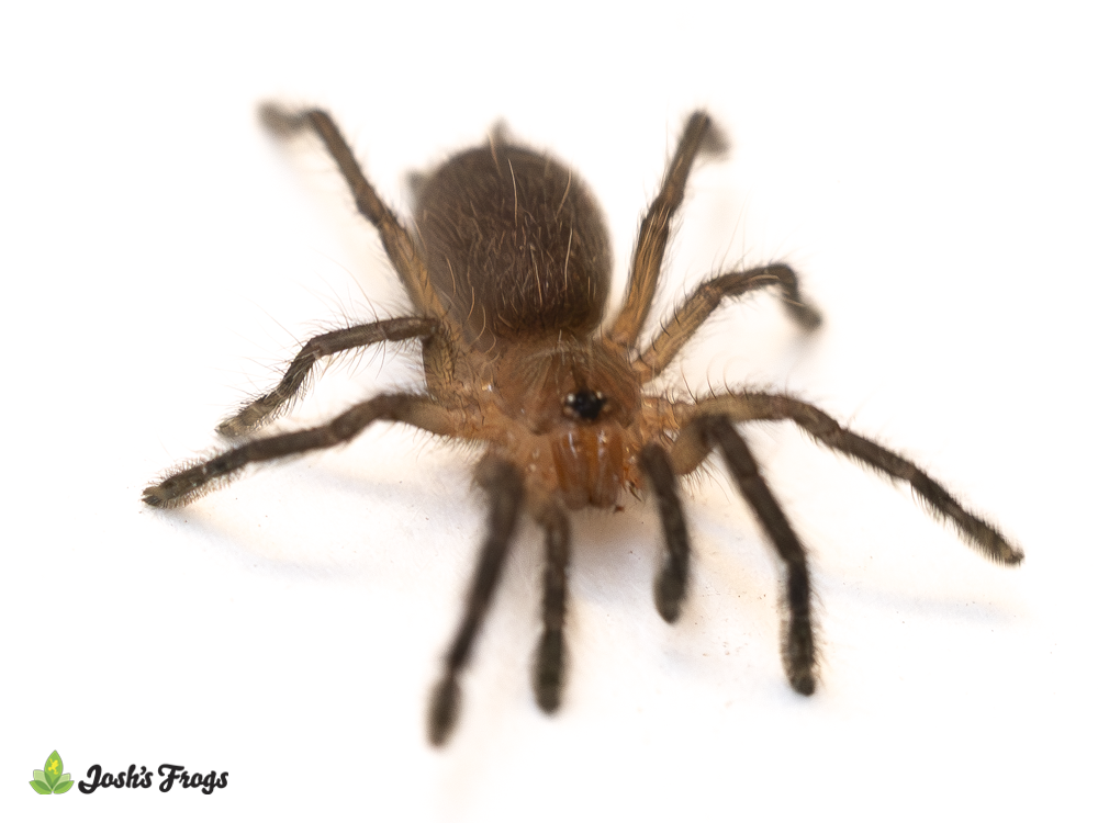 Neon Purple Blast Tarantula - Dolichothele rufoniger | 1/4 inch (Captive Bred)